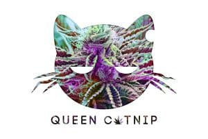 Queen Catnip Logo. Cat with dazed eyes, crumpled whiskers and a bite out of one ear. Queen Catnip is written in text with a cannabis leaf in stead of the letter "a". Logo and Queen Catnip text is filled in with multicolor cannabis bud photo, background is white.